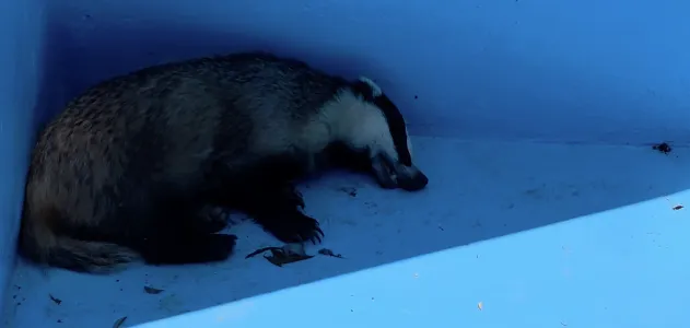 Rescuing a Badger from a Pool in Vlycha